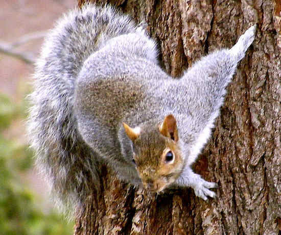 Scoiattolo Grigio - Sciurus Carolinensis